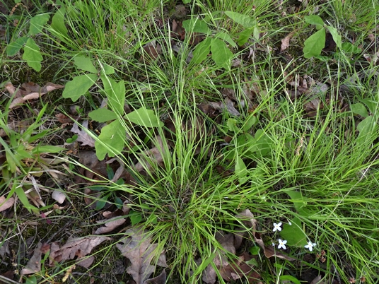{Danthonia spicata}